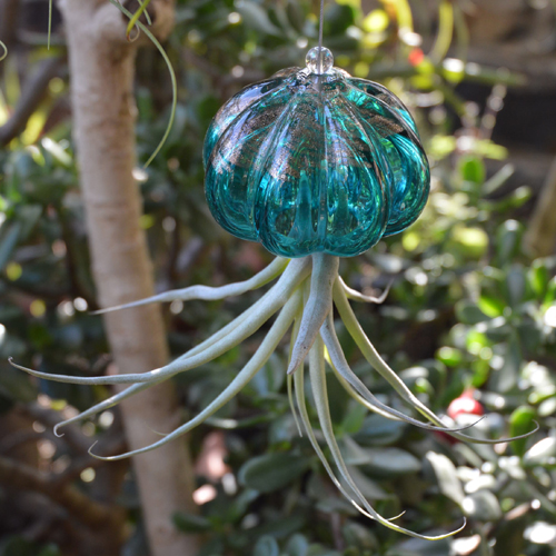 Jelly Fish Air Plant Hangers