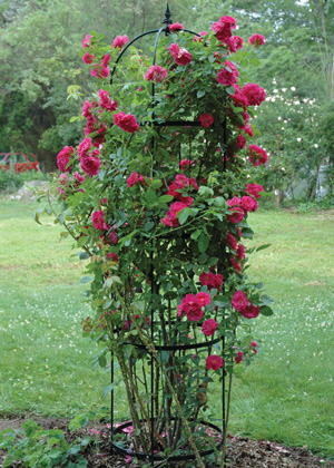 Trellis Rose Pillar Rose Tower Solid Iron Trellis Obelisk Pillar Stable