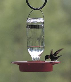 Small 8 Oz Hummingbird Feeder