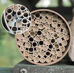 Standard Mason Bee Nest Kit  (52 Tubes)