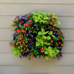 Set of Four Living Wall Planters w/ Liners (Each in Color Gift Box)