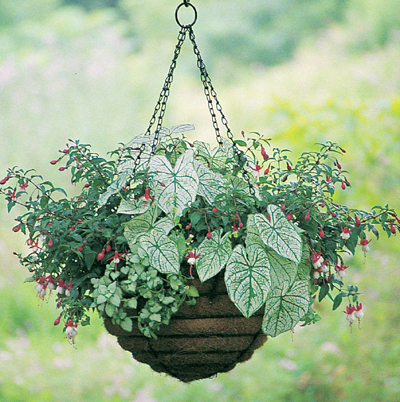 20 inch old fashioned hanging basket coco fiber liner set kinsman garden company bedding plants for baskets